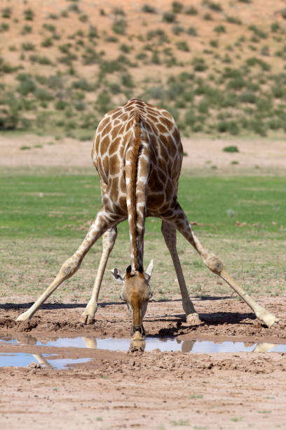 istock Giraffe in the waterhole. 1216217874