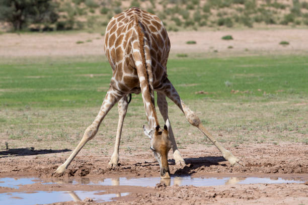 istock Giraffe in the waterhole. 1216217949
