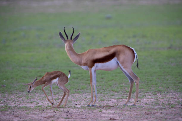 istock Springboks, mother and lamb, in the Kalahari desert. 1216218043