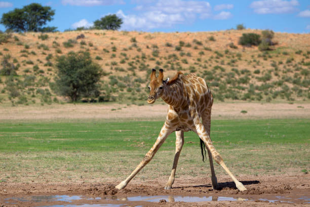 istock Giraffe in the waterhole. 1216218055