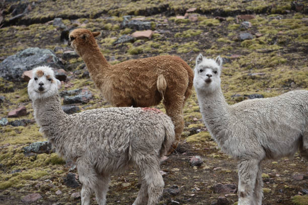 istock Alpacas in the mountains near Ausungate, Cusco, Peru 1216218466