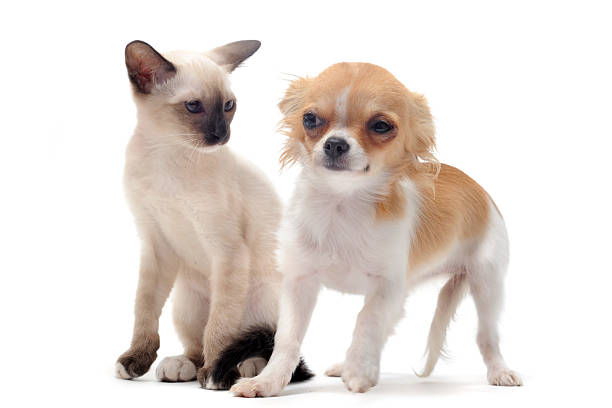 istock puppy chihuahua and kitten 121621923