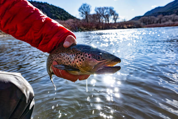 istock Fly Fishing Trout Fish Portrait 1216222223