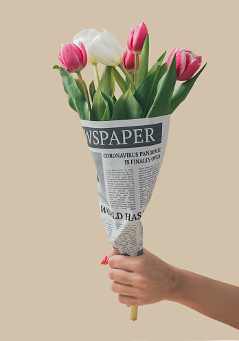 Spring tulips wrapped in newspapers with Global Pandemic is over headline. Coronavirus disease ends spring concept. Covid 19 easter background. Flowers idea.
