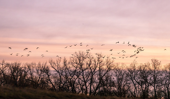 a flock of canada geese in flight at sunset