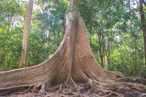 istock Giant Tung Tree in the Cat Tien N.P. 1216226546