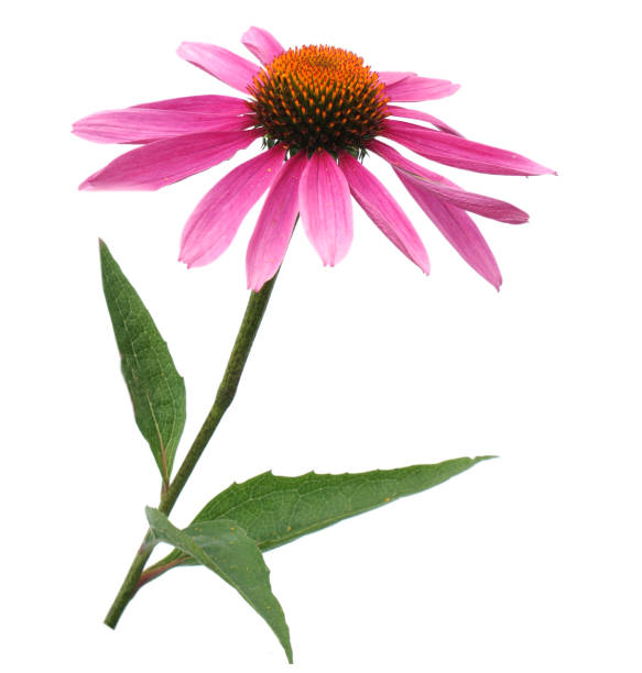 istock A stem pink echinacea coneflower isolated on white with clipping path included 1216227188