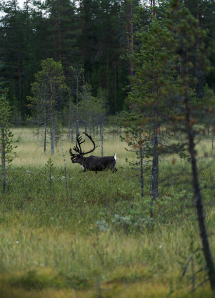 istock Stag in forest in Finland 1216227535