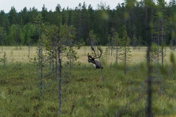 Stag walking  in forest in Finland