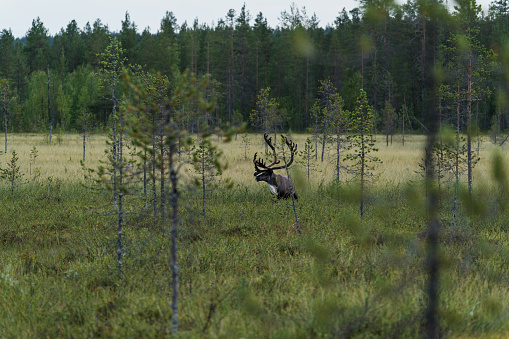 wild deer in winter forest