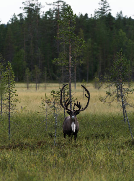 istock Stag in forest in Finland 1216227548