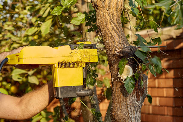 istock Lumberjack sawing a tree with a saw. A man cuts trees with a saw and professional tools. concern for nature. Spring garden. 1216229145