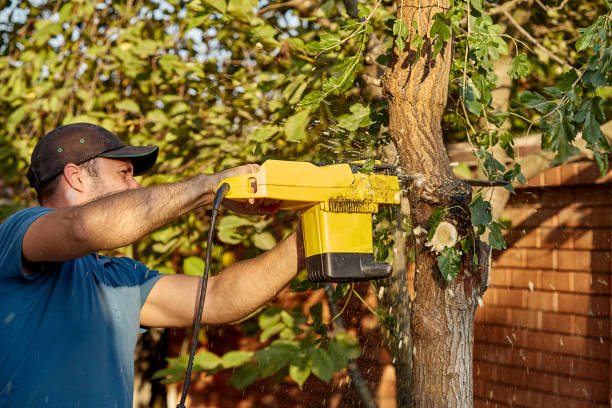 istock Lumberjack sawing a tree with a saw. A man cuts trees with a saw and professional tools. concern for nature. Sunlight. 1216229147