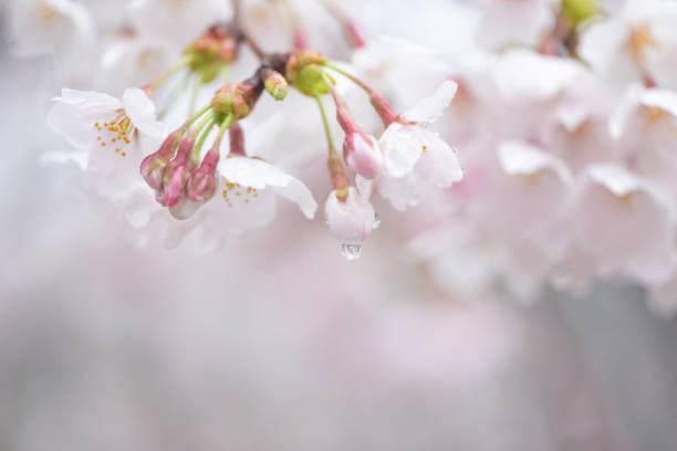 istock Peach blossom in full bloom 1216229887