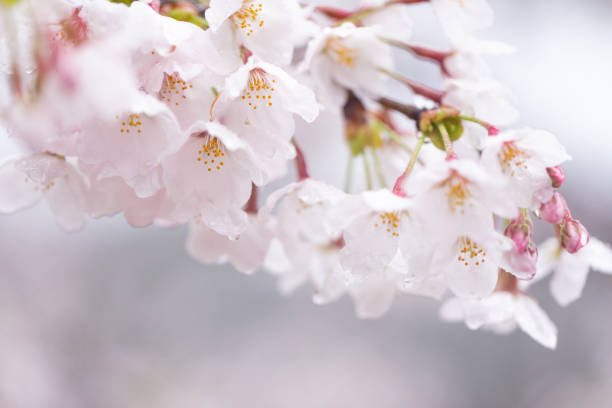 Peach blossom in full bloom in rain