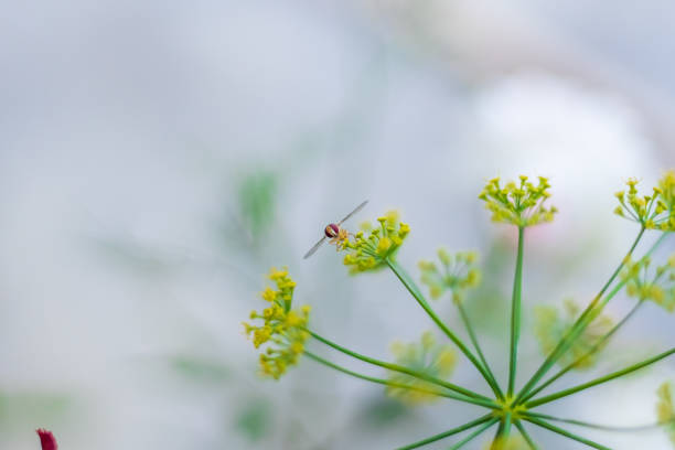 Male common garden hoverfly, Myathropa florea, feeding on flora, close up. selective focus