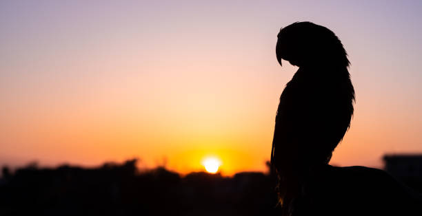 istock Silhouetted Parrot Bird against the setting sun with sunburst and flares. selective focus 1216230398
