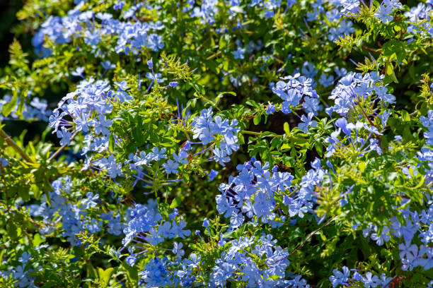 istock A lot of small blue flowers 1216230966