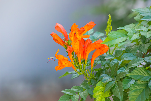 A hoverfly feeding on a Mexican sunflower.