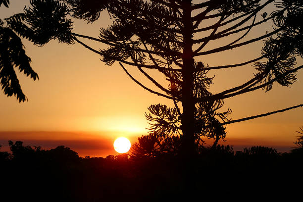 bellissimo tramonto con pino - pine sunset night sunlight foto e immagini stock