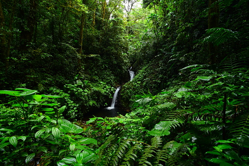 Wide shot of waterfall in lush forest with ferns and deeply grooved leaves in foreground. Photo taken in Costa Rica's Monteverde Cloud Forest. Nikon D750 with Venus Laowa 15mm macro lens.