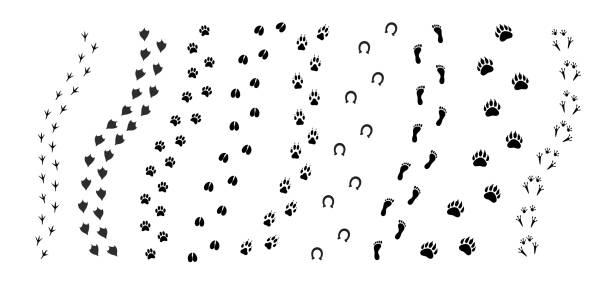 ilustraciones, imágenes clip art, dibujos animados e iconos de stock de vector negro conjunto paquete de diferentes animales huellas de la ruta de impresión de pies - pezuña