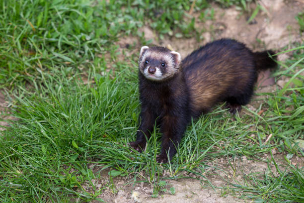 The European polecat – also known as the common ferret, black or forest polecat, foumart, or fitch – is a species of mustelid native to western Eurasia and north Morocco. It is of a generally dark brown colour, with a pale underbelly and a dark mask across the face.