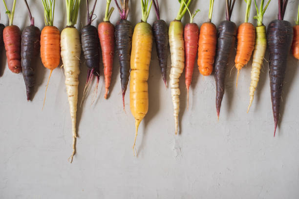Multicolored home grown fresh organic carrots various in size