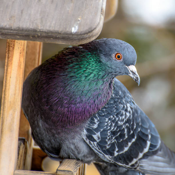 istock Blue pigeon on the feeder 1216233793