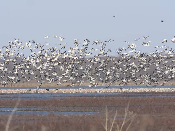 istock Wintering in Indiana 1216235480