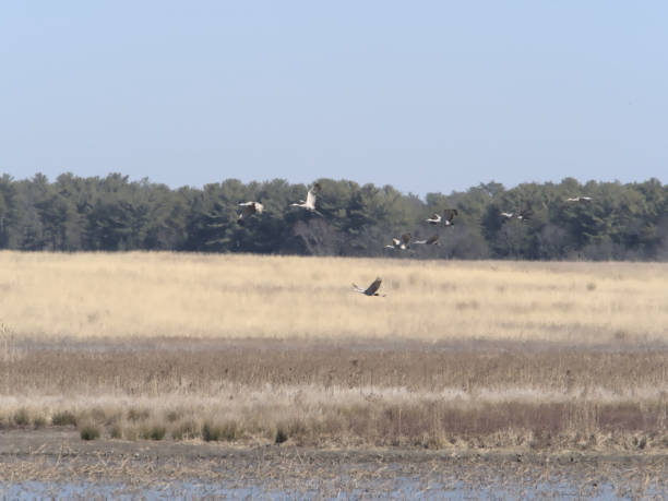 istock Flying Over the Wetlands 1216235502