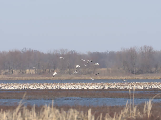 istock Flock of Snow Geese 1216235521