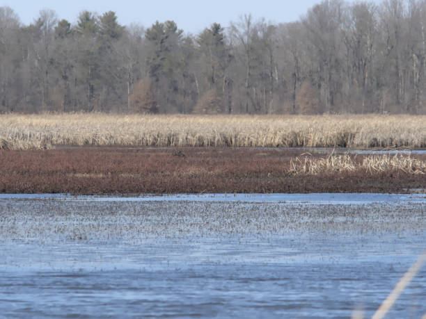 istock Layers of the Wetland 1216236037