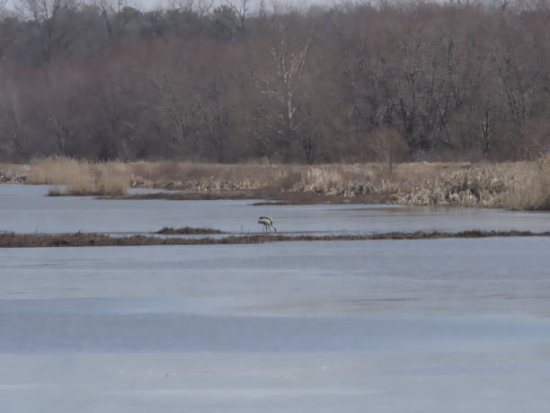 istock Sandhill Cranes in the Wetlands 1216236048