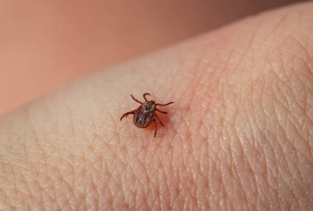 istock small brown insect mite crawls on human skin causing the risk of infection various infectious diseases 1216236488