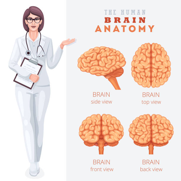 ilustraciones, imágenes clip art, dibujos animados e iconos de stock de anatomía cerebral humana. cartel médico. - cerebelo