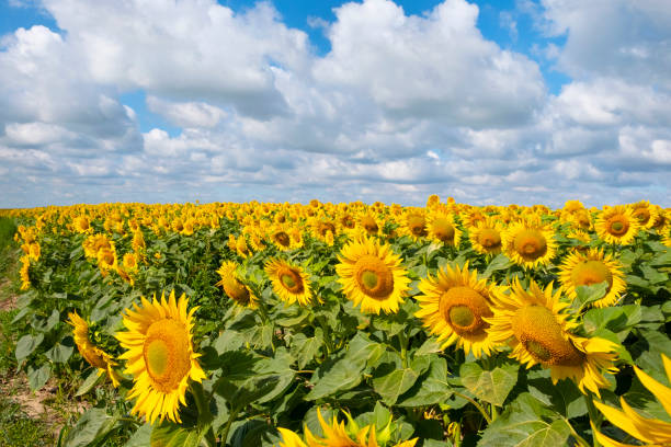 istock Sunflower field with a cloudy blue sky. 1216238095