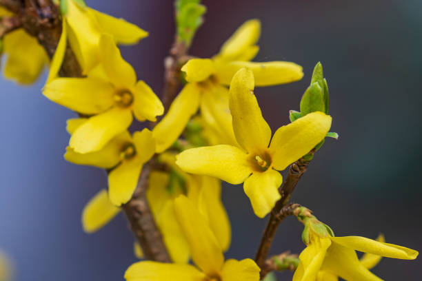 istock A growing branch with beautiful bright yellow flowers. Spring park. Close-up. 1216241012