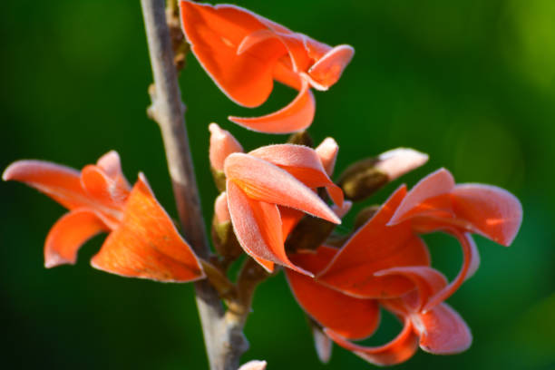 istock Butea Monosperma or Palash Flower 1216241201