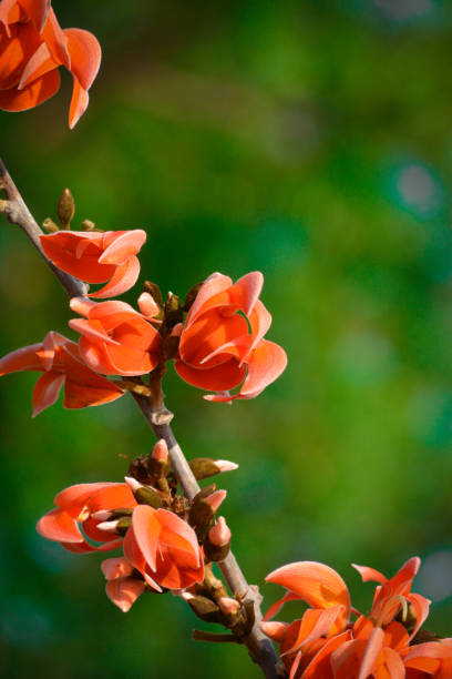 istock Butea Monosperma or Palash Flower 1216241262