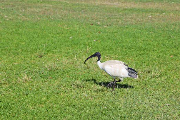 istock Australian White ibis on green grass 1216241523