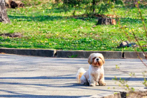 Photo of Shitsu dog is sitting in a city park on the sidewalk on a sunny spring day.