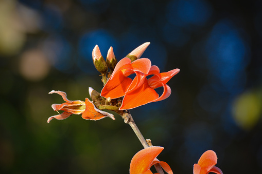 A yellow, orange to red Columbine wildflower in front a dark green background.
