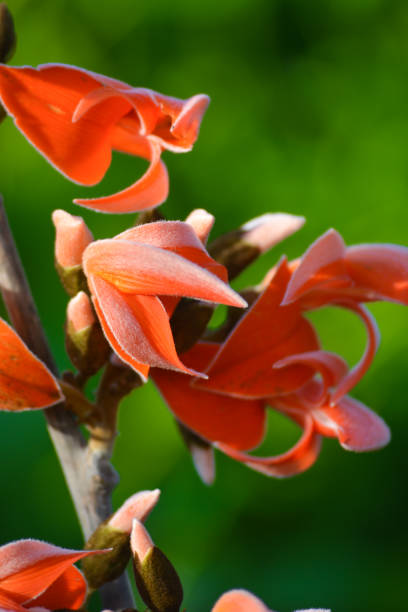 istock Butea Monosperma or Palash Flower 1216244029