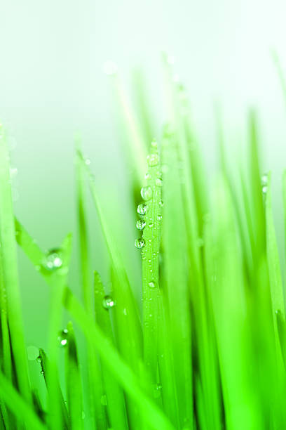 istock Rain drops on blades of wheat grass 121624621