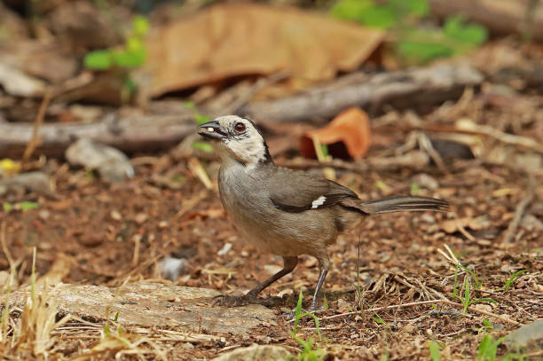istock White-headed Brush-finch 1216246627