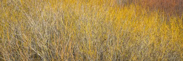 tapestry of shrubs and bushes in Colorado's Rocky Mountains in early spring with some snow, panoramic web banner