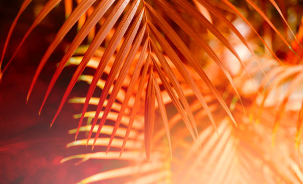 istock Palm leaf. Tropical plants. Nature red blur background. 1216247452