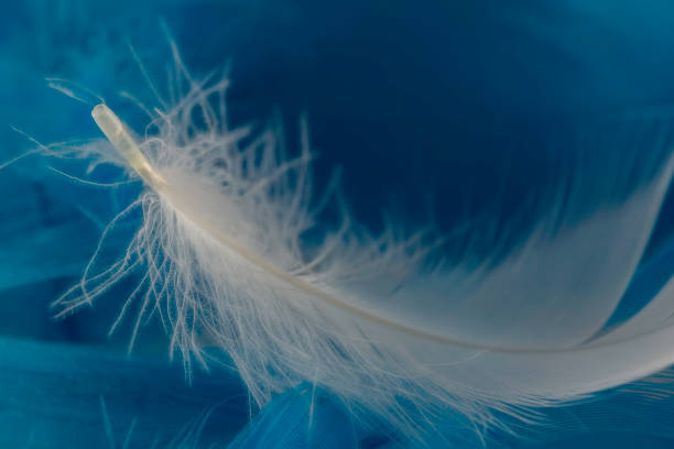 istock Macro view of one white feather 1216248967