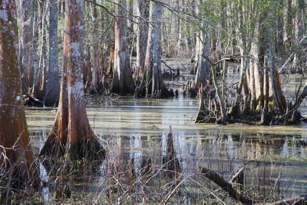 istock Bayou in Louisiana, USA 1216249097